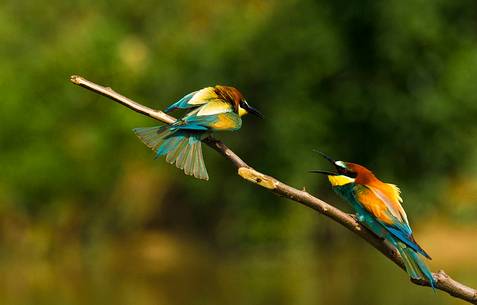 Bee eaters on the branch fight, Merops apiaster