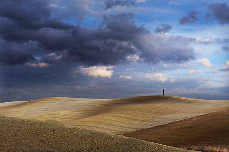 Lonely tree in the autumnal landscape of Val d'orcia or Orcia valley, Tuscany, Italy, Europe