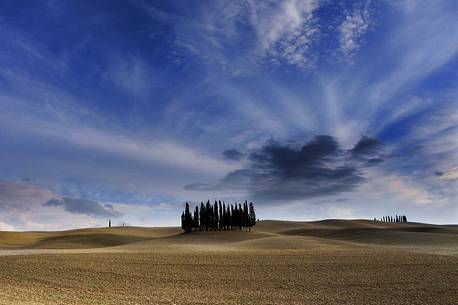Group of cypresses in the Val d'Orcia or Orcia valley, Tuscany, Italy, Europe