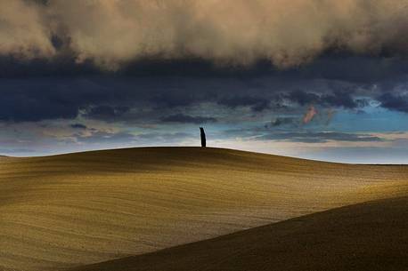 Lonely tree in the autumnal landscape of Val d'orcia or Orcia valley, Tuscany, Italy, Europe