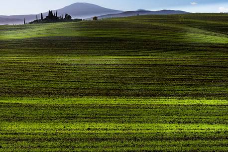 Val d'Orcia striped of green young wheat or oat field on a rolling hillside in late autumn and early winterfield, Orcia valley, Tuscany, Italy, Europe