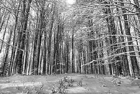 Snowy beech forest in Cansiglio, Veneto, Italy, Europe