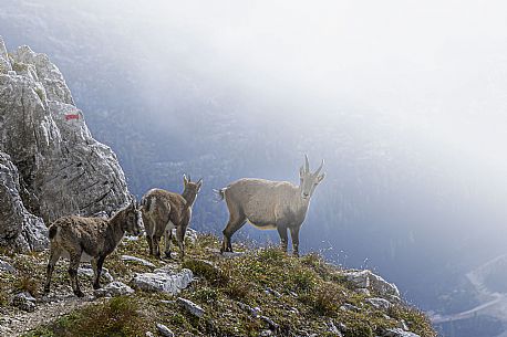 Family of Ibex on the  path to the Ceria Merlone safeguarded climb on the Montasio mount, Raccolana valley, Julian alps, Friuli Venezia Giulia, Italy, Europe