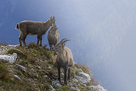 Mother and cubs of ibex on the  path to the Ceria Merlone safeguarded climb on the Montasio mount, Raccolana valley, Julian alps, Friuli Venezia Giulia, Italy, Europe