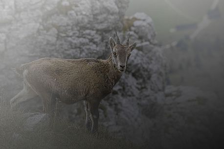 Young ibex looking at camera on the cliff of Mountasio mount, Raccolana valley, Julian alps, Friuli Venezia Giulia, Italy, Europe