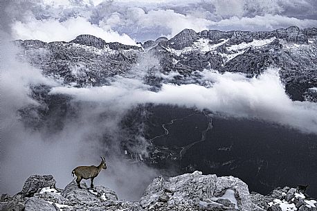 Ibex on the safeguarded climb Ceria Merlone on the Montasio mountain group, privileged spectator in front of the Canin mountain  group, Selle Nevea, Raccolana valley, Julian Alps, Friuli Venezia Giulia, Italy, Europe