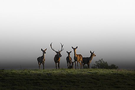 Group of deer at first light of dawn in the fog, during the roaring period, Piana del Cansiglio plateau, Veneto, Italy, Europe
