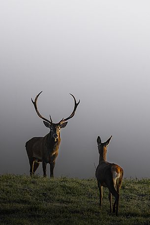 Two deer, male and female, meet at dawn in the Piana del Cansiglio shrouded in fog, Veneto, Italy, Europe