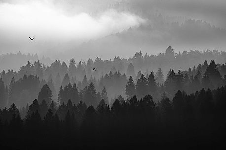 The Cansiglio forest shrouded in fog in the early hours of the day; Cansiglio, Veneto, Italy, Europe