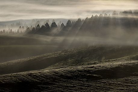 The Cansiglio forest shrouded in mist in the early hours of the day as the sun combs the trees, Cansiglio, Alps, Veneto, Italy, Europe