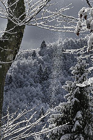 Cansiglio forest after a heavy snowfall, Veneto, Italy, Europe