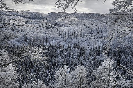 In the Cansiglio forest after a heavy snowfall, Veneto, Italy, europe