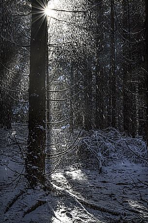The sun filters through the trees of the Cansiglio forest after a heavy snowfall, Veneto, Italy, Europe
