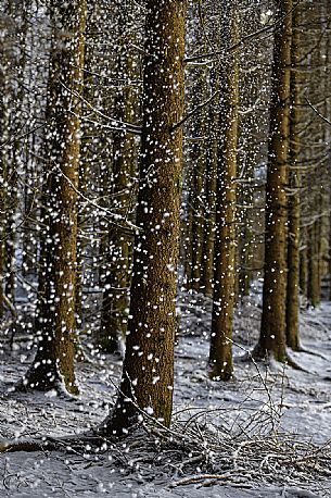 The wind moves the snow-laden foliage in the Cansiglio forest after a heavy snowfall, Veneto, Italy, Europe