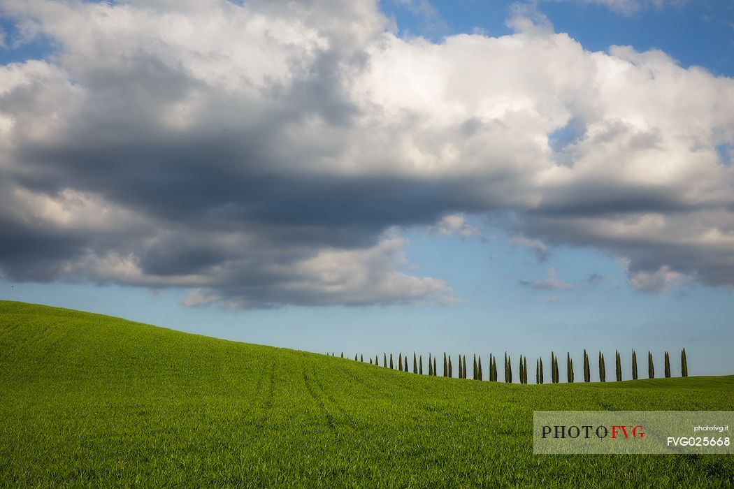 Smooth green hills and cypress trees near San Quirico d'Orcia town, Tuscany, Italy