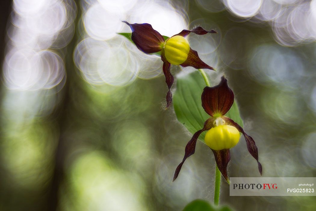 Cypripedium Calceolus, wild orchid (Venus slippers)