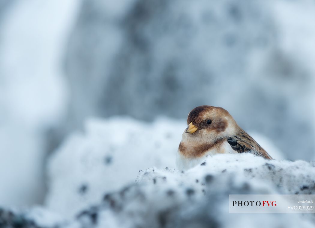 Snow bunting, Plectrophenax nivalis, Iceland