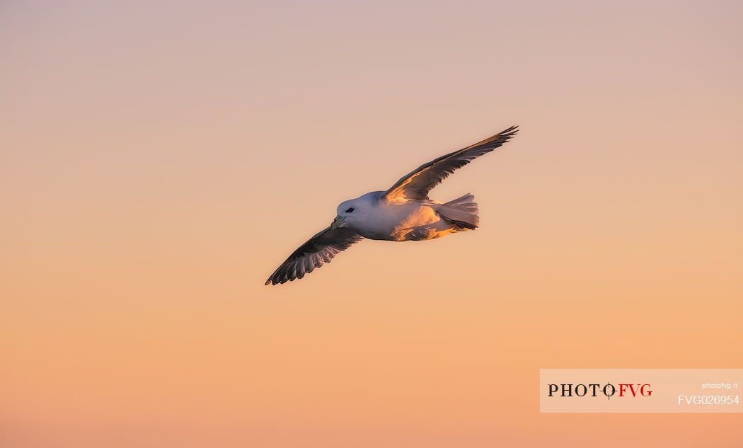Northern fulmar flying on sunset, Iceland