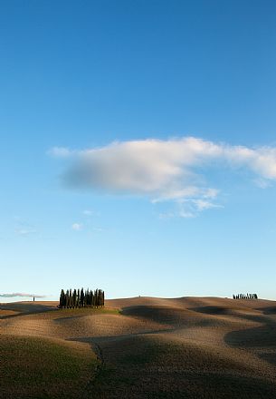Cypress hills, San Quirico D'Orcia, Tuscany, Italy