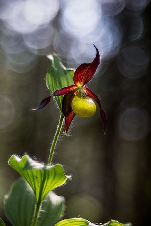 Cypripedium Calceolus, wild orchid (Venus slippers)