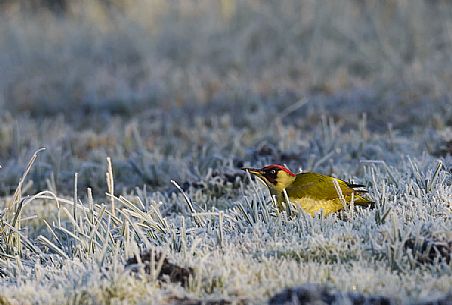 Green woodpecker in the frozen field