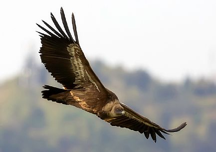 Flying Griffon vulture