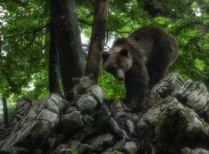 Brown female european bear with cub
