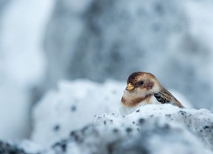 Snow bunting, Plectrophenax nivalis, Iceland