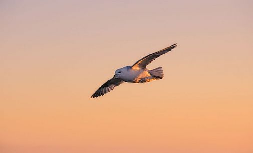 Northern fulmar flying on sunset, Iceland
