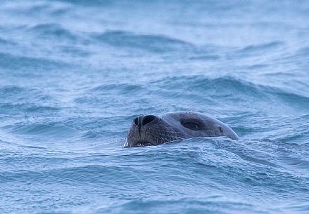 A swimming seal in the Jokulsarlon lagoon, Iceland
