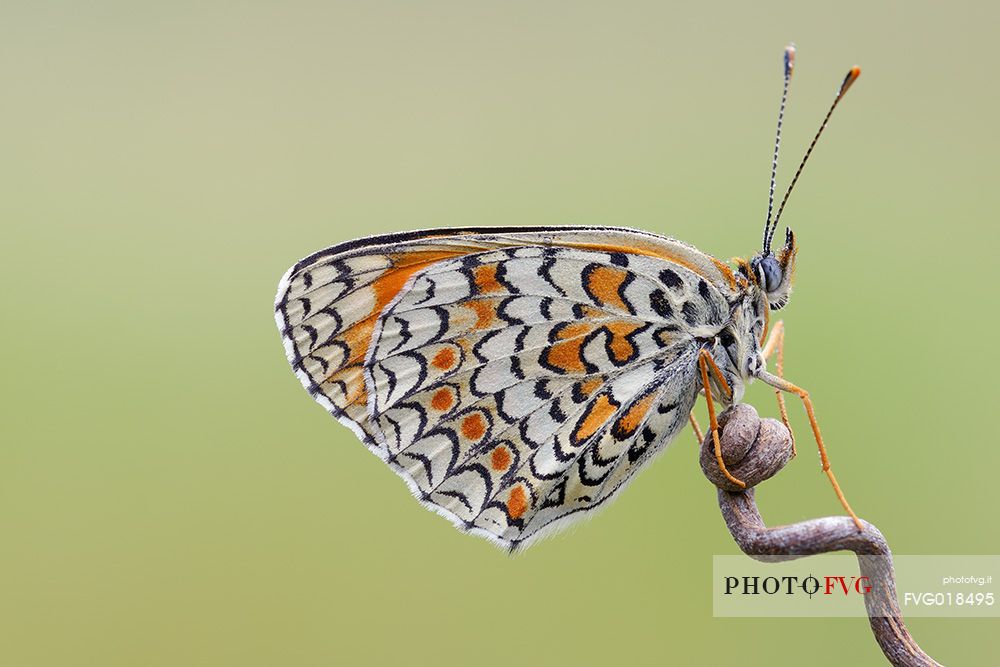 Butterfly on a stick