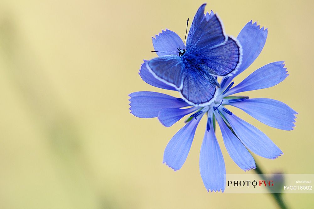 Lycaenidae butterfly on purple flower