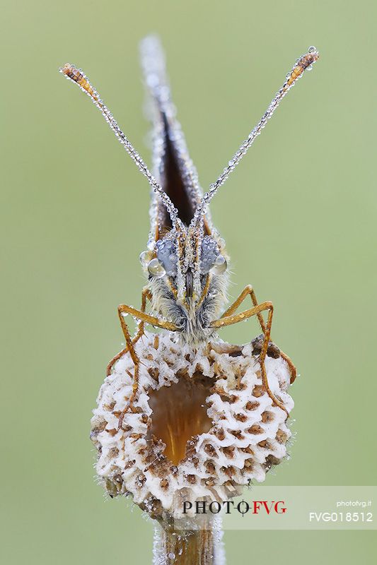 Butterfly on a stick