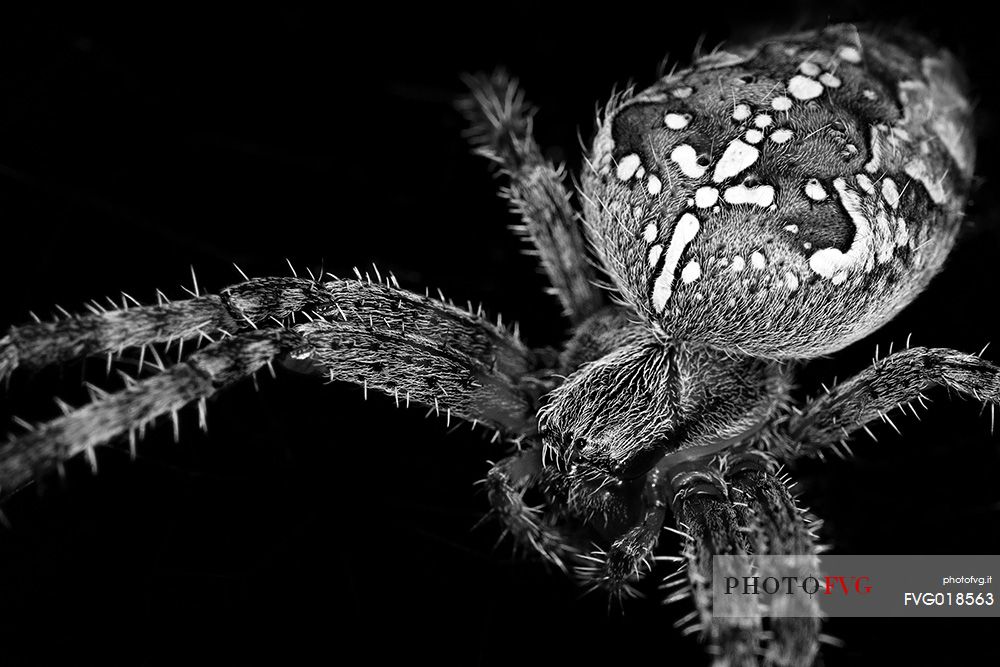 Black and white spider