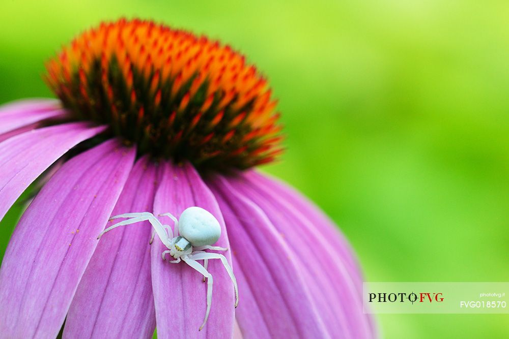 Spider on purple flower
