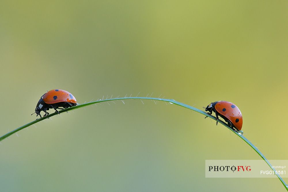Two ladybugs on a grass leaf
