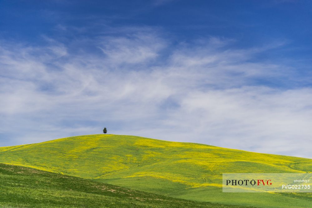 Lonely tree in Orcia valley, Tuscany, Italy