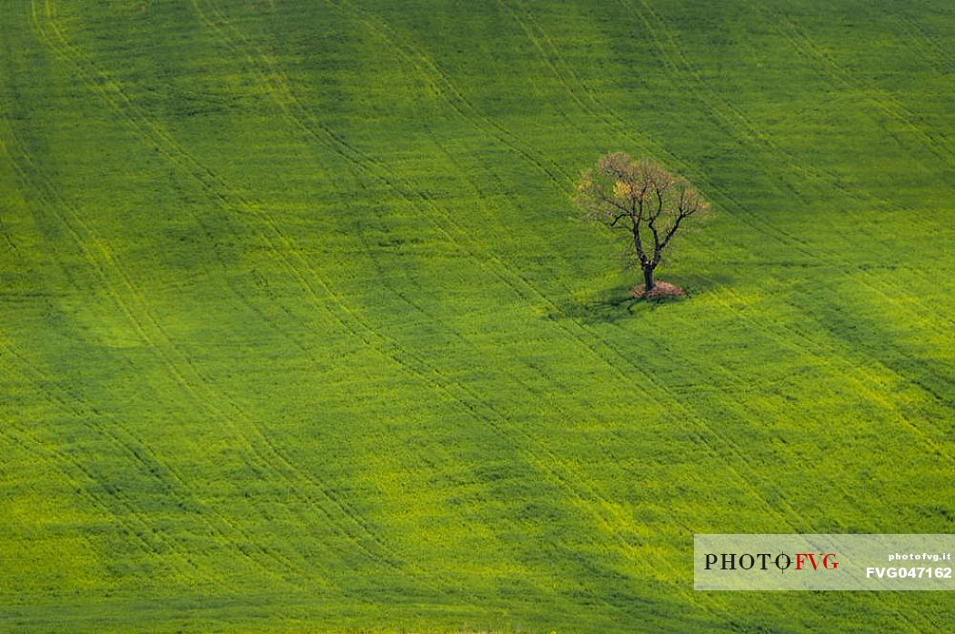 Lonely tree in the typical Tuscan landscape near Volterra, Tuscany, Italy, Europe