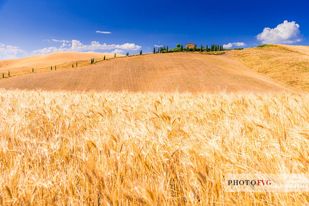Summer typical Tuscan landscape near Volterra, Tuscany, Italy, Europe