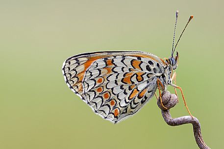 Butterfly on a stick