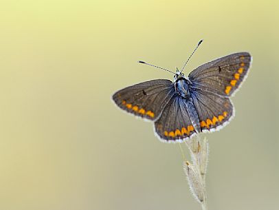 Butterfly on a stick