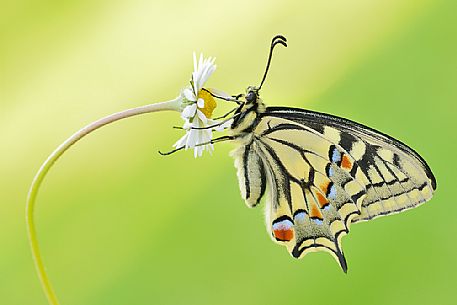 Old World swallowtail (Papilio machaon) butterfly on daisy