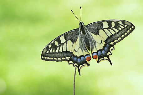 Old World swallowtail (Papilio machaon) butterfly on a stick