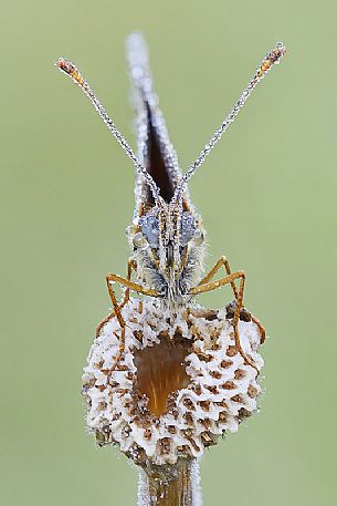 Butterfly on a stick