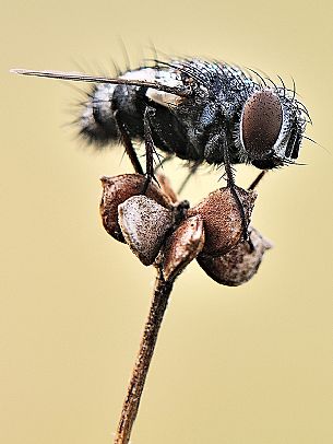 Fly on a dried flower