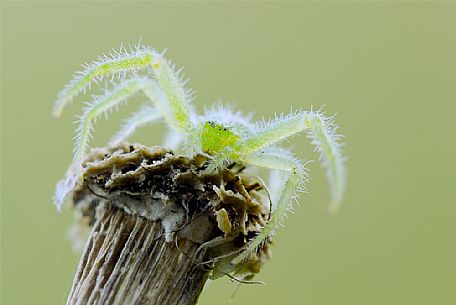 Green spider on a dried stick