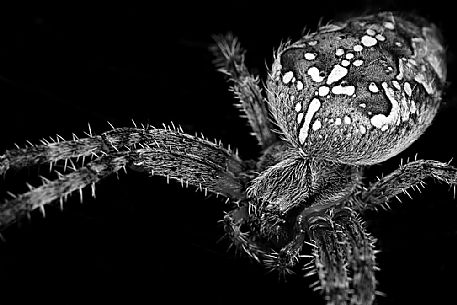 Black and white spider