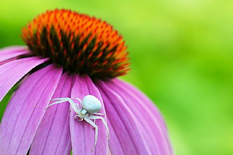 Spider on purple flower