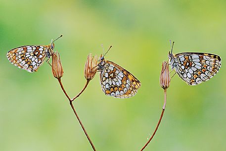 Three butterflies on dried flowers