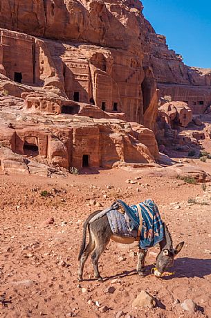 Tourist transport, carriage, near entrance to famous Petra site, Jordan.